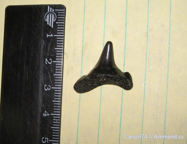 окаменелости, зубы акул, Fossils, shark teeth