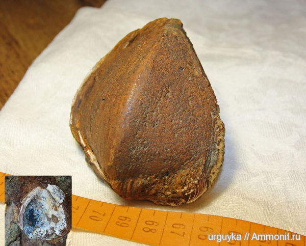 моллюски, Arcicardium acardo, Железный Рог