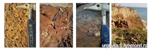 двустворки, Железный Рог