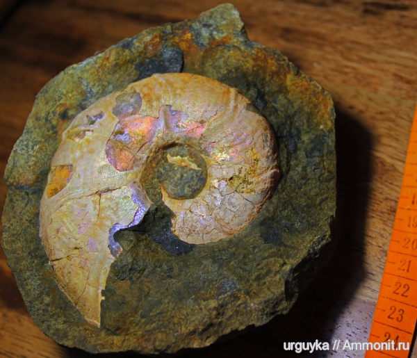 аммониты, мел, головоногие моллюски, Ammonites, Zuercherella, Desmoceratidae, р. Курджипс, Cretaceous