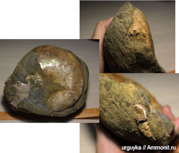 мел, мезозойская эра, Euphylloceras velledae, р. Курджипс, Cretaceous