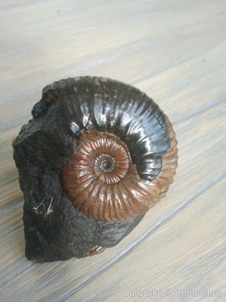 аммониты, мел, головоногие моллюски, мезозойская эра, Ammonites, Hypacanthoplites, Cretaceous