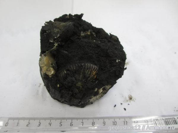 белемниты, волжский ярус, Volgian, belemnites белемниты, волжский ярус, Volgian, belemnites