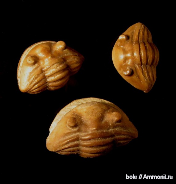 трилобиты, ордовик, Asaphus, Ленинградская область, Asaphus expansus, Ordovician