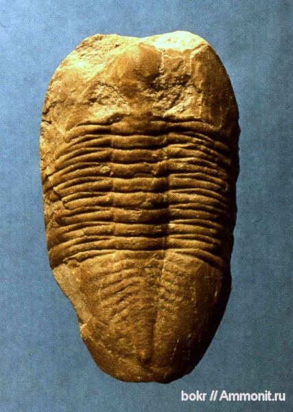 трилобиты, ордовик, Ленинградская область, Pseudoasaphus tecticaudatus, Pseudoasaphus, Ordovician