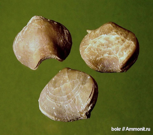 брахиоподы, ордовик, Ленинградская область, Porambonites, Pentamerida, Путиловский карьер, Ordovician