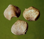 Porambonites reticulatus
