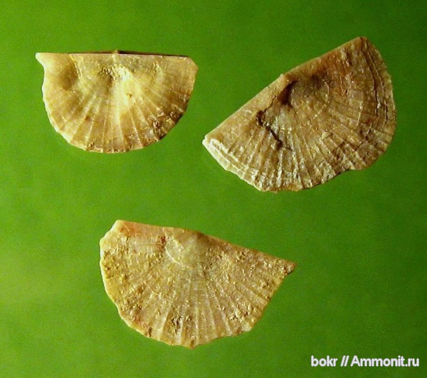 брахиоподы, ордовик, Ленинградская область, Strophomenida, Путиловский карьер, Ingria, Ingria nefedyewi, Ordovician