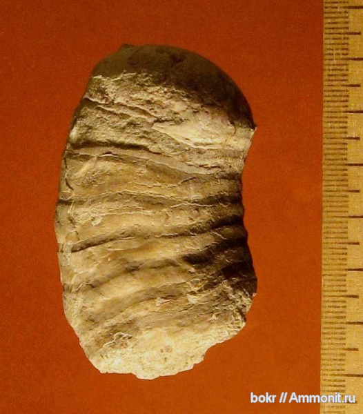 ордовик, Ленинградская область, Nautiloidea, Tarphycerida, Копорье, Curtoceras, Ordovician