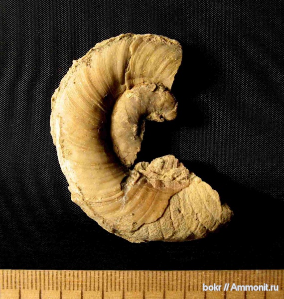 ордовик, Ленинградская область, Nautiloidea, Tarphycerida, Ordovician