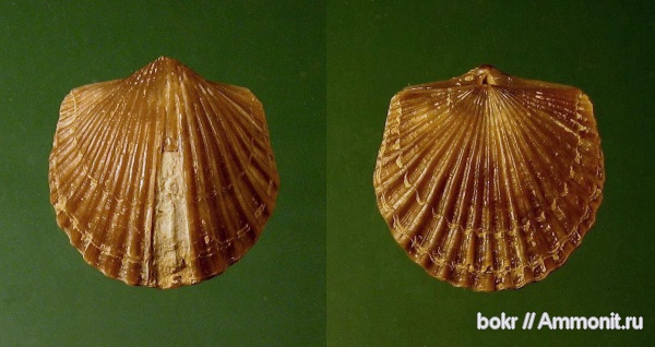 брахиоподы, ордовик, р. Волхов, Ленинградская область, Orthida, Orthambonites, Путиловский карьер, Ordovician