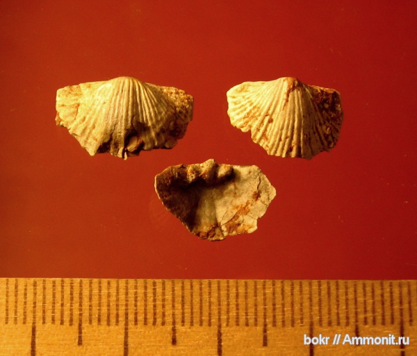 брахиоподы, ордовик, Ленинградская область, Pentamerida, кукерситы, oxoplecia, Ordovician