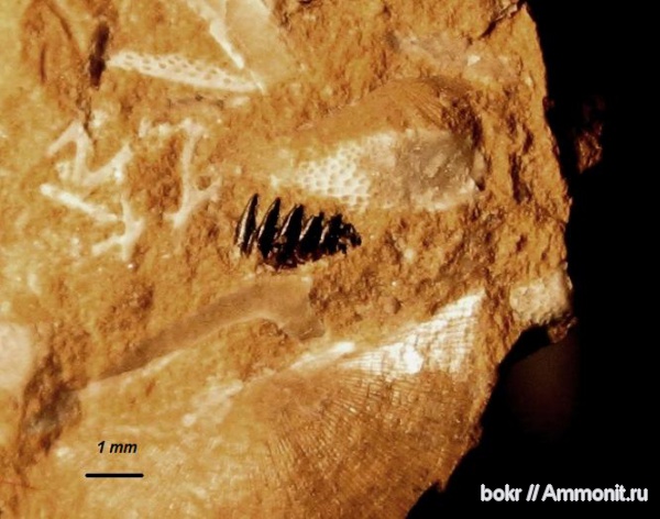 ордовик, Ленинградская область, конодонты, Conodonta, кукерситы, scolecodont, Ordovician