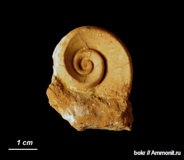 гастроподы, ордовик, Ленинградская область, Lesueurilla, Ordovician