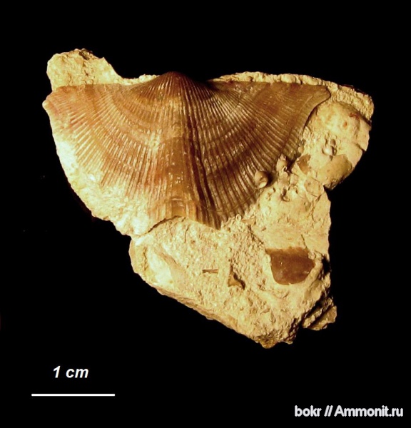 брахиоподы, девон, Devonian, Cyrtospirifer, Spiriferida, Новгородская область, cyrtospirifer schelonica, Epizoans