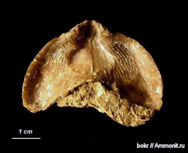 брахиоподы, девон, Devonian, Rhynchonellida, Псковская область, Ladogia, ladogia meyendorfii f. velikaya