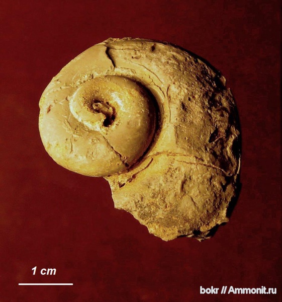 гастроподы, девон, Pleurotomaria, Devonian, Новгородская область