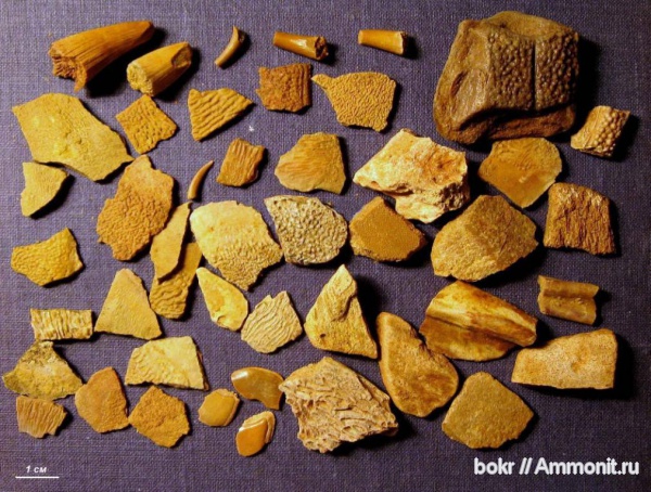 девон, Devonian, Ленинградская область, Placoderma, crossopteriga, Glyptolepis, Homostius, Tartuosteus