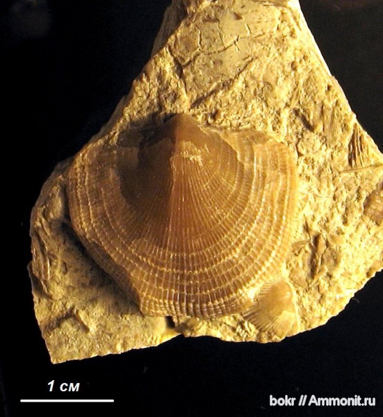 брахиоподы, девон, Devonian, Atrypa, Atrypida, Новгородская область, Atrypa koloschka брахиоподы, девон, Devonian, Atrypa, Atrypida, Новгородская область, Atrypa koloschka
