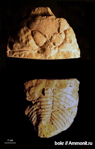 трилобиты, ордовик, Ленинградская область, Phacopida, toxochasmops, Pterygometopidae, Toxochasmops extensus, Ordovician