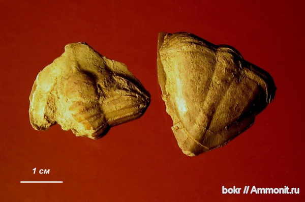 трилобиты, ордовик, Ленинградская область, Megistaspidella, Asaphida, Megistaspidella triangularis, Ordovician