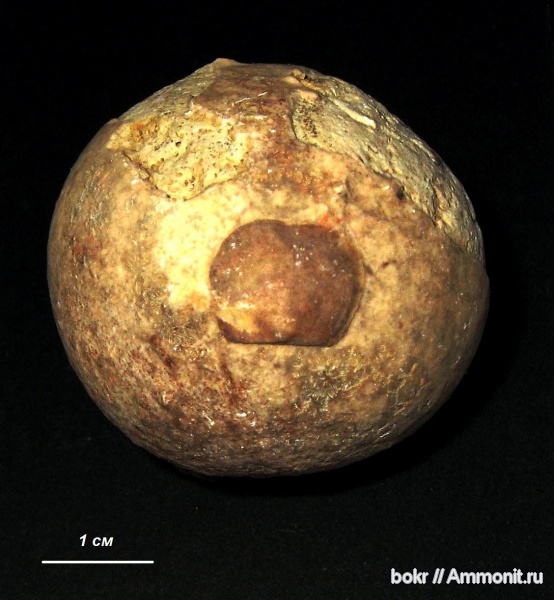 брахиоподы, ордовик, Echinosphaerites, Ленинградская область, Craniida, обрастание, Epizoans, Ordovician