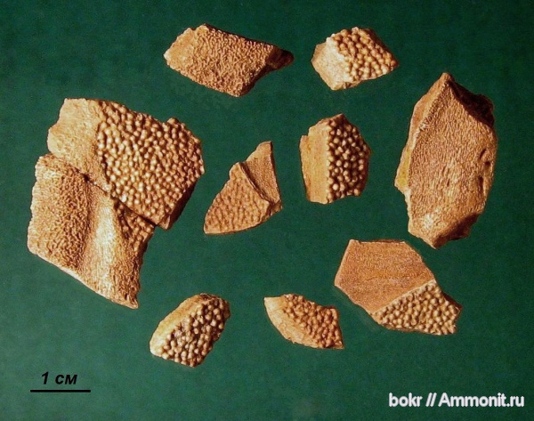 девон, Devonian, Ленинградская область, Placoderma, Homostius