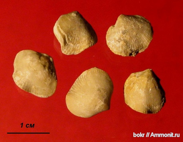 брахиоподы, девон, Devonian, Rhynchonellida, Псковская область, Comiotoechia, Comiotoechia bifera