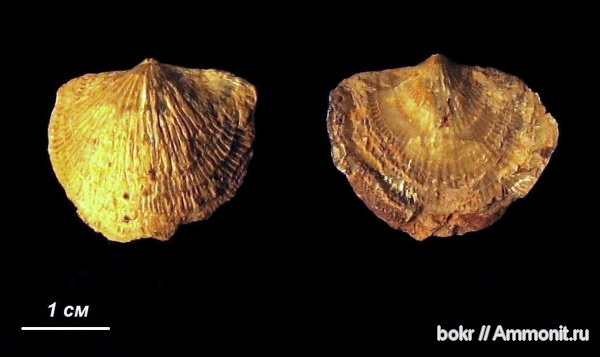 брахиоподы, девон, Devonian, Atrypa, Atrypida, Новгородская область, Atrypa uralica