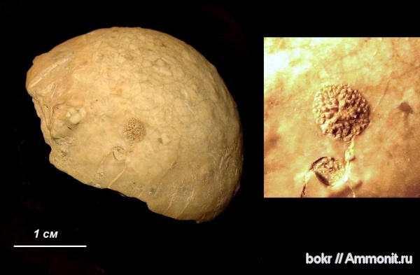 ордовик, Путилово, Echinosphaerites, Ленинградская область, Bryozoa, Echinodermata, Ordovician