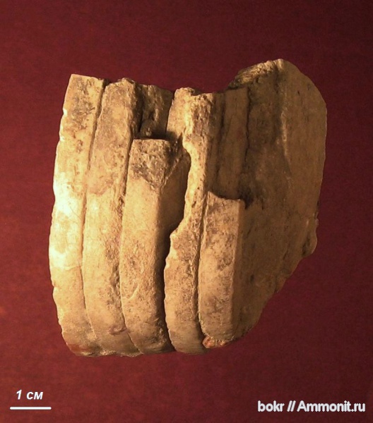 девон, Devonian, Discosorida, Cyclopites, Новгородская область, Cyclopites cyclops