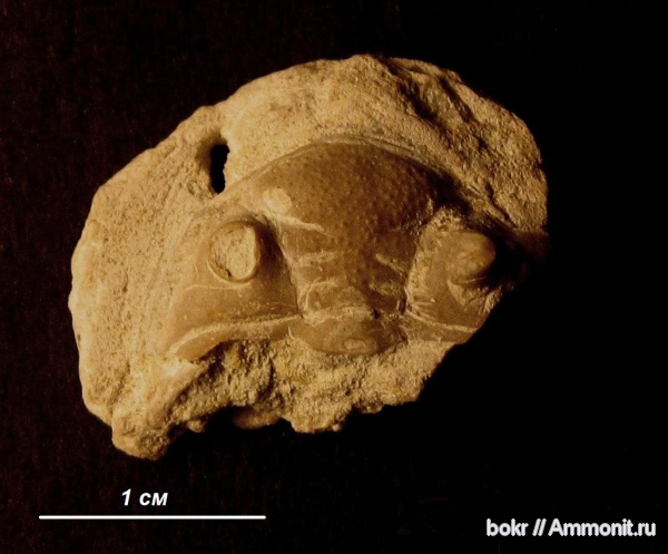 трилобиты, ордовик, Ленинградская область, Phacopida, achatella, Pterygometopidae, Ordovician
