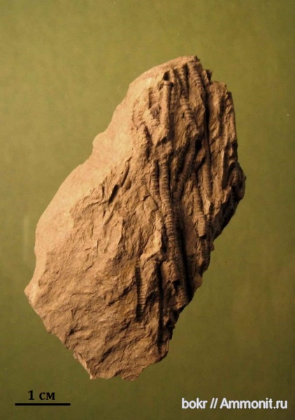 девон, Devonian, Crinoidea