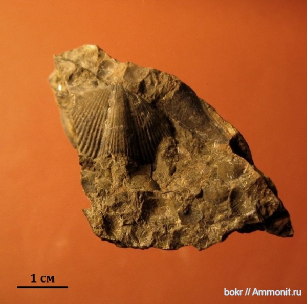 Devonian
