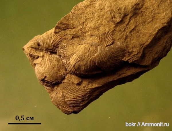 девон, Devonian, brachiopoda