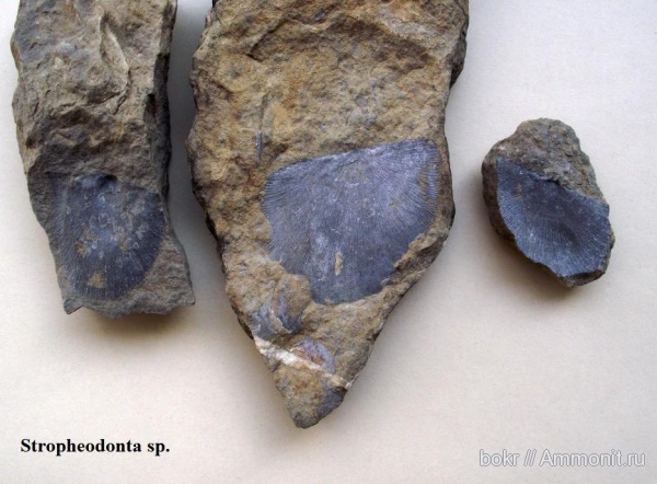 девон, Devonian, brachiopoda