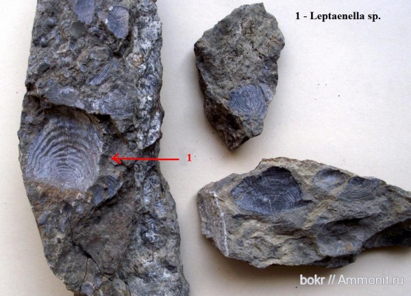 девон, Devonian, brachiopoda