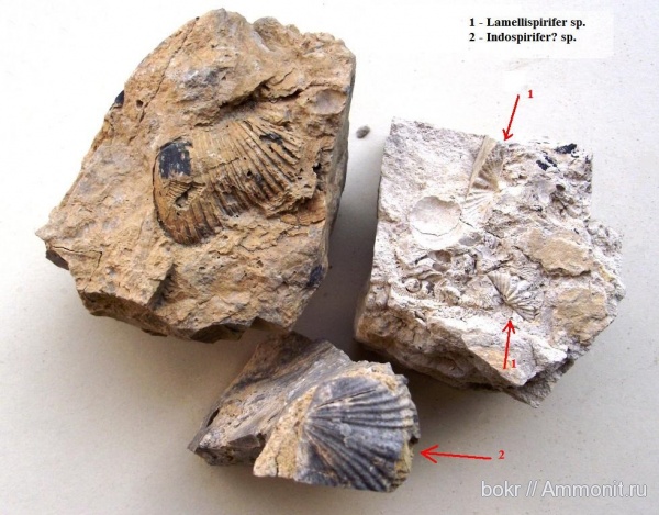 девон, Devonian, brachiopoda