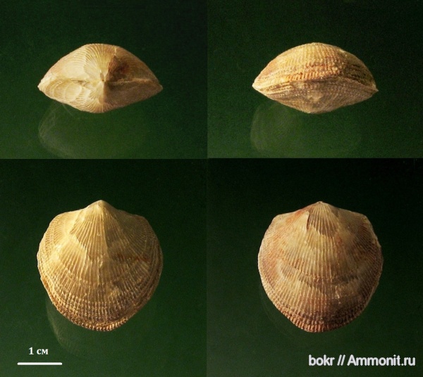 брахиоподы, девон, Devonian, Atrypa, Atrypida, Новгородская область, Atrypa koloschka