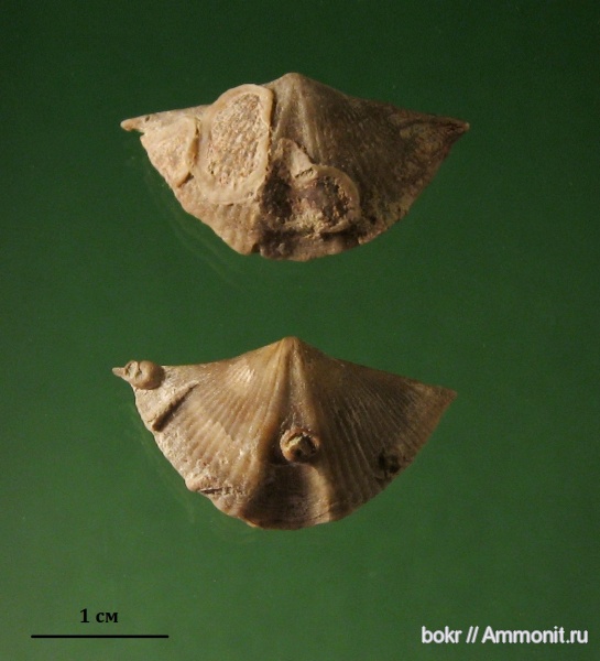 брахиоподы, девон, Devonian, Spiriferida, Epizoans, Lamellispirifer muralis