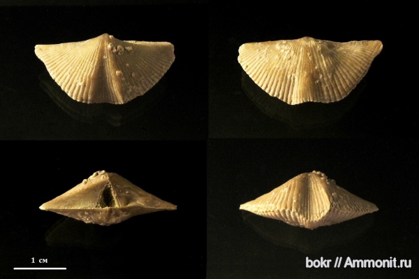 брахиоподы, девон, Devonian, Cyrtospirifer, Spiriferida, Новгородская область, Epizoans, cyrtospirifer scheloniсus