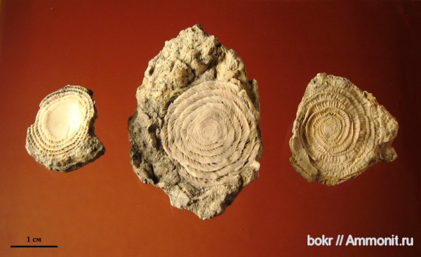 палеоген, Крым, Nummulites, нуммулиты