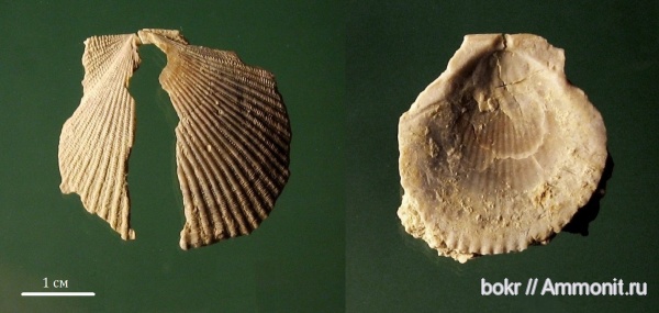 палеоген, Chlamys, Крым, bivalvia