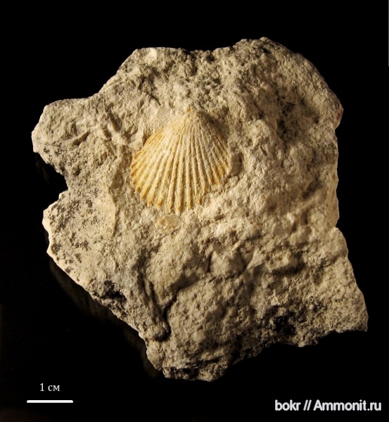 палеоген, Chlamys, Крым, bivalvia