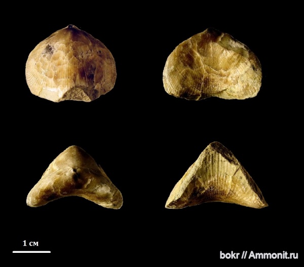 девон, Devonian, brachiopoda, Псковская область, Ladogia meyendorfii