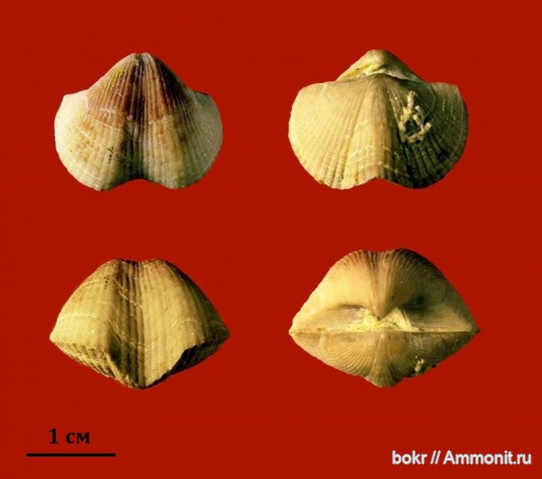 Devonian, Cyrtospirifer, brachiopoda, Воронежская область, spiriferidae