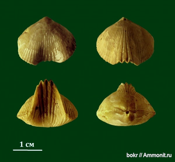 девон, Devonian, Ripidiorhynchus, Липецкая область, Ripidiorhynchus huotinus, Trigonirhynchiidae
