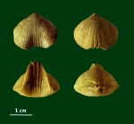 Брахиопода Ripidiorhynchus