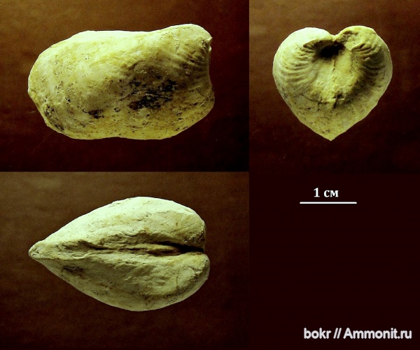 девон, Devonian, Липецкая область, Allorisma, bivalvia