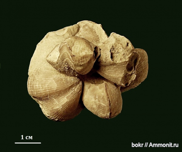 девон, Devonian, Cyrtospirifer, Липецкая область, brachiopoda, spiriferidae